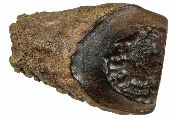 Fossil Triceratops Shed Tooth - Wyoming #358199